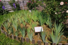 2023-Giardino-Iris-7