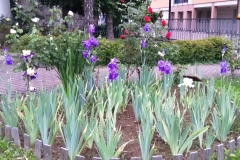 2023-Giardino-Iris-9