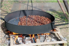 2024-Castagnata-Avis-7