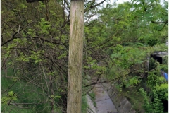 2025-Ronchella-Festa-65